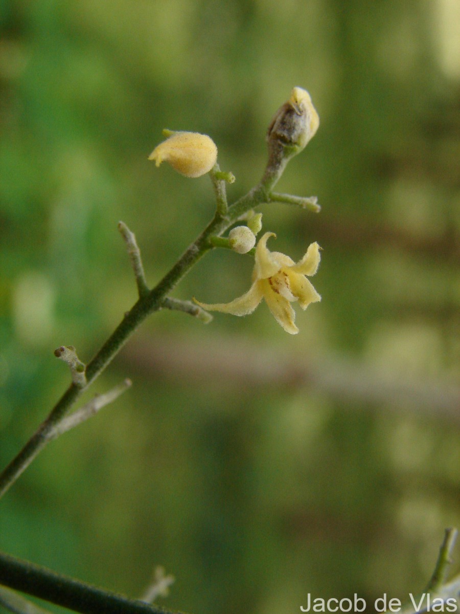 Hevea brasiliensis (Willd. ex A.Juss.) Müll.Arg.